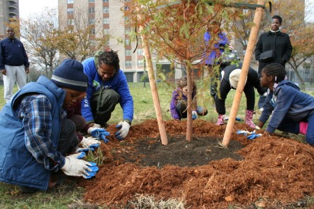 million-trees-new-york-03