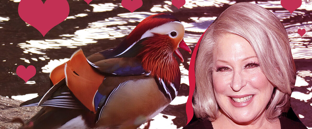 Bette Midler The Tale of the Mandarin Duck